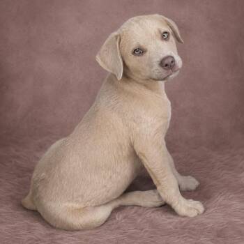 Pit Bull Terrier Dogs Available for Adoption in Heber Springs, Arkansas - Booster | PetCurious
