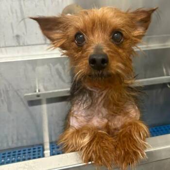 Mixed Breed Dogs Available for Adoption - Jumba | PetCurious