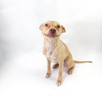 Sol -  Pit Bull Terrier and Chihuahua Dog for Adoption in Scottsdale, Arizona - Sol | PetCurious
