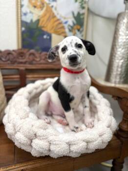 Dr Pepper Baseball -  Chihuahua and Terrier Dog for Adoption in Friendswood, Texas - Dr Pepper Baseball | PetCurious