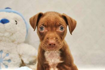 Labrador Retriever Dogs Available for Adoption - SAN LUIS | PetCurious