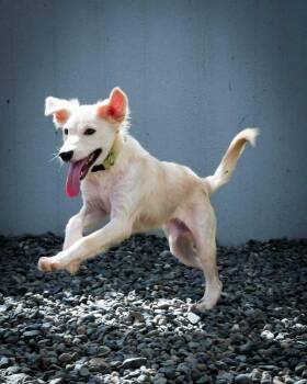 Thor -  Labrador Retriever Dog for Adoption in North Reading, Massachusetts - Thor | PetCurious