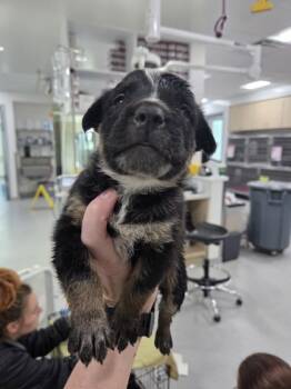 Rescue Australian Cattle Dog Blue Heeler and Mixed Breed Dogs for Adoption in Fort Worth, Texas - Asajj | PetCurious