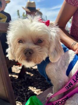 GLADYS -  Shih Tzu Dog for Adoption in Atascadero, California - GLADYS | PetCurious