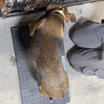 Gordis -  Mixed Breed Dog for Adoption in Las Cruces, New Mexico - Gordis | PetCurious