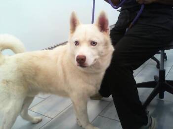 SINBA -  Siberian Husky Dog for Adoption in Charlotte, North Carolina - SINBA | PetCurious