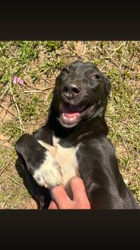 Border Collie Dogs Available for Adoption - Tux | PetCurious