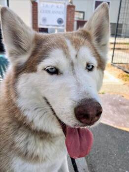MR. GUY -  Husky Dog for Adoption in Woodland, California - MR. GUY | PetCurious