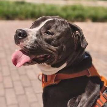 Arlo -  Pit Bull Terrier Dog for Adoption in Columbia, South Carolina - Arlo | PetCurious