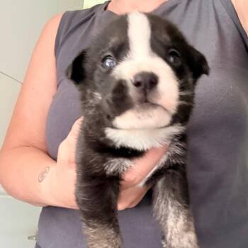 Montgomery -  English Bulldog Dog for Adoption in Sacramento, California - Montgomery | PetCurious