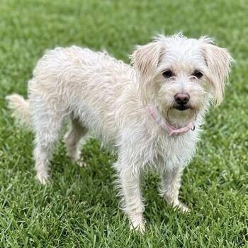 Madeline -  Maltese Dog for Adoption in Las Vegas, Nevada - Madeline | PetCurious