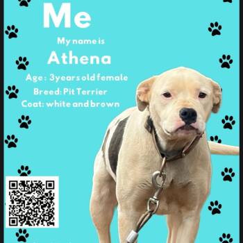 Athena -  Pit Bull Terrier Dog for Adoption in Maryville, Tennessee - Athena | PetCurious