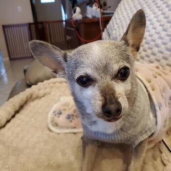 Chihuahua Dogs Available for Adoption in Fort Lauderdale, Florida - Gimli | PetCurious
