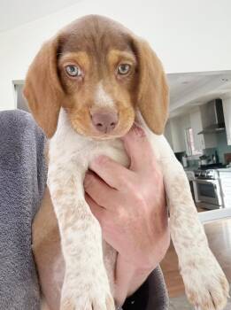 Beagle and Basset Hound Dogs Available for Adoption in Bedford Hills, New York - Mouse - He