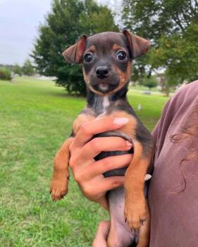 Beatrix -  Mixed Breed Dog for Adoption in Milton, Delaware - Beatrix | PetCurious