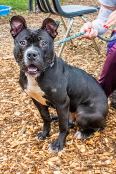 Rescue Mixed Breed Dogs for Adoption in Chamblee, Georgia - Sweet Glo- IN FOSTER | PetCurious