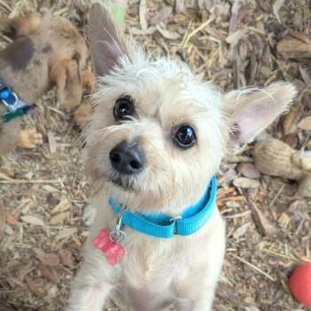 Yorkshire Terrier and Mixed Breed Dogs Available for Adoption - Jack | PetCurious