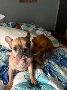Sparky (Liberty Frenchie Littles) -  French Bulldog and German Shepherd Dog Dog for Adoption in Gillsville, Georgia - Sparky (Liberty Frenchie Littles) | PetCurious