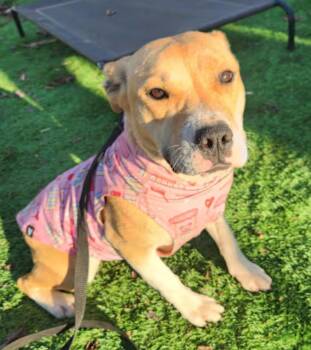 Rescue Shar Pei Dogs for Adoption in Pelzer, South Carolina - Gemma | PetCurious