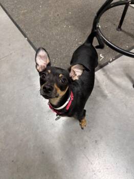 Odette -  Chihuahua and Miniature Pinscher Dog for Adoption in Shermans Dale, Pennsylvania - Odette | PetCurious
