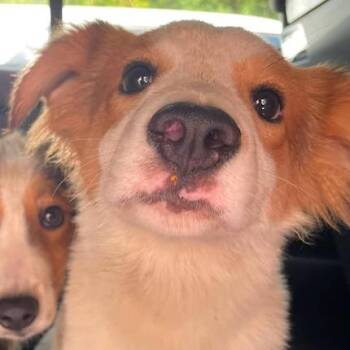 Mahogany -  Collie and Mixed Breed Dog for Adoption - Mahogany | PetCurious