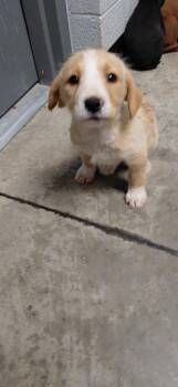 Mixed Breed Dogs Available for Adoption in Henderson, North Carolina - Apricot | PetCurious