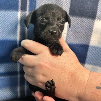 Chicken -  Chihuahua Dog for Adoption in Yucaipa, California - Chicken | PetCurious
