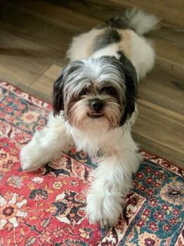 Rescue Shih Tzu and Lhasa Apso Dogs for Adoption in Redondo Beach, California - Ollie Likes To Play! | PetCurious