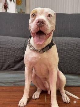 Bronx -  American Bulldog Dog for Adoption in Toronto, Ontario - Bronx | PetCurious