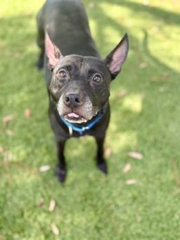 Lulu - 1 -  Pit Bull Terrier and Mixed Breed Dog for Adoption in Daytona Beach, Florida - Lulu - 1 | PetCurious
