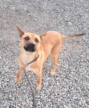 Shepherd Dogs Available for Adoption in Cleveland, Tennessee - Pippa | PetCurious