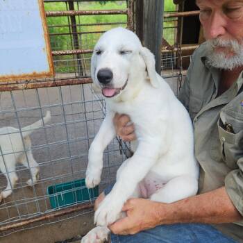 Mia Grace ATX -  Akbash and Great Pyrenees Dog for Adoption in Quinlan, Texas - Mia Grace ATX | PetCurious