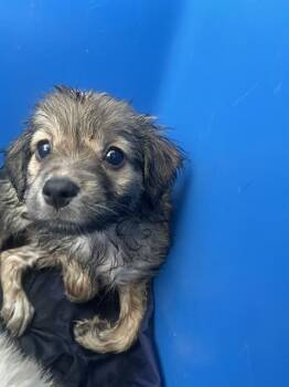 DOTTIE -  Mixed Breed Dog for Adoption in Dallas, Texas - DOTTIE | PetCurious