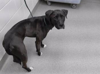 Labrador Retriever and Mixed Breed Dogs Available for Adoption in Omaha, Nebraska - LEIA | PetCurious