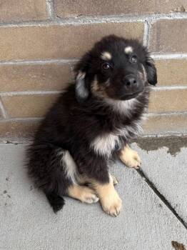 Retriever and Shepherd Dogs Available for Adoption - Norbet | PetCurious