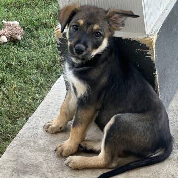 Sarah -  German Shepherd Dog and Great Pyrenees Dog for Adoption in Pflugerville, Texas - Sarah | PetCurious