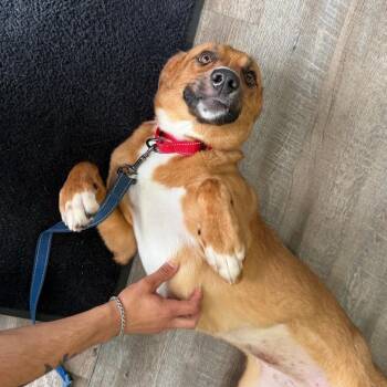 Vivi -  Labrador Retriever and Mixed Breed Dog for Adoption in Falls Church, Virginia - Vivi | PetCurious