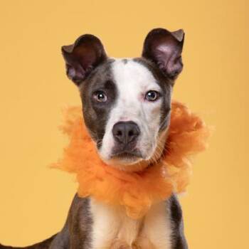 OAKLEY -  Mixed Breed Dog for Adoption in Atlanta, Georgia - OAKLEY | PetCurious