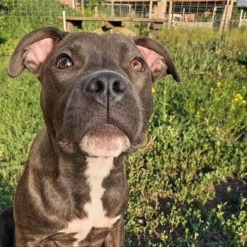 AXL -  Pit Bull Terrier Dog for Adoption in Tonasket, Washington - AXL | PetCurious