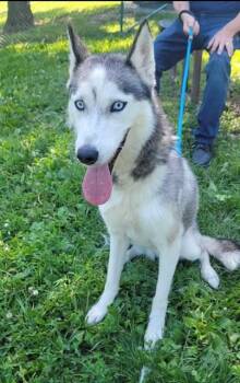 TAIGA -  Siberian Husky Dog for Adoption in St. Peters, Missouri - TAIGA | PetCurious