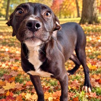 Gypsy -  Mixed Breed Dog for Adoption in Huntington, New York - Gypsy | PetCurious