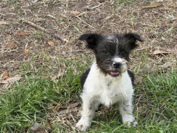Brussels Griffon Dogs Available for Adoption - Mele | PetCurious
