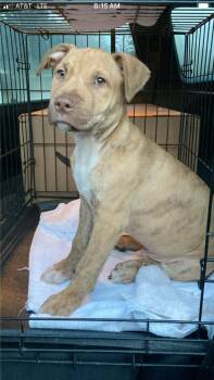 Boondock -  Shar Pei and Terrier Dog for Adoption in Pensacola, Florida - Boondock | PetCurious