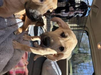 Anatolian Shepherd and Saint Bernard Dogs Available for Adoption - Buttercup 25-477 | PetCurious