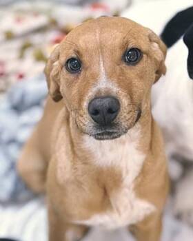 Coonhound Dogs Available for Adoption - Marley | PetCurious
