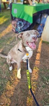 Rescue Black Mouth Cur and Great Pyrenees Dogs for Adoption in Pflugerville, Texas - Sodapop | PetCurious