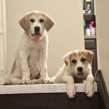Sporty Spice -  Great Pyrenees Dog for Adoption in South Elgin, Illinois - Sporty Spice | PetCurious