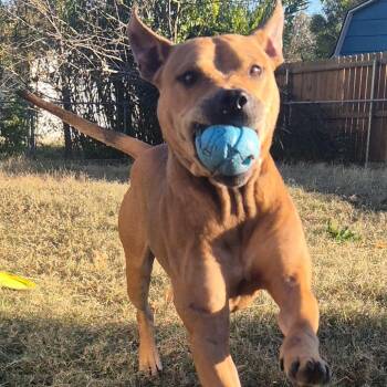 Rescue Pit Bull Terrier Dogs for Adoption in Pottsboro, Texas - Elijah | PetCurious