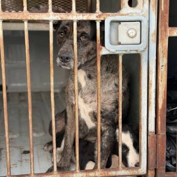 Rescue Catahoula Leopard Dog and Cattle Dog Dogs for Adoption in Fort Smith, Arkansas - Cola | PetCurious