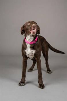Labrador Retriever and Mixed Breed Dogs Available for Adoption - TWIX | PetCurious